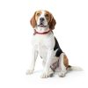 OUT Dog Attractant Spray Potty Training Aid Pet Supplies-5